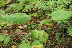 Symplocarpus renifolius