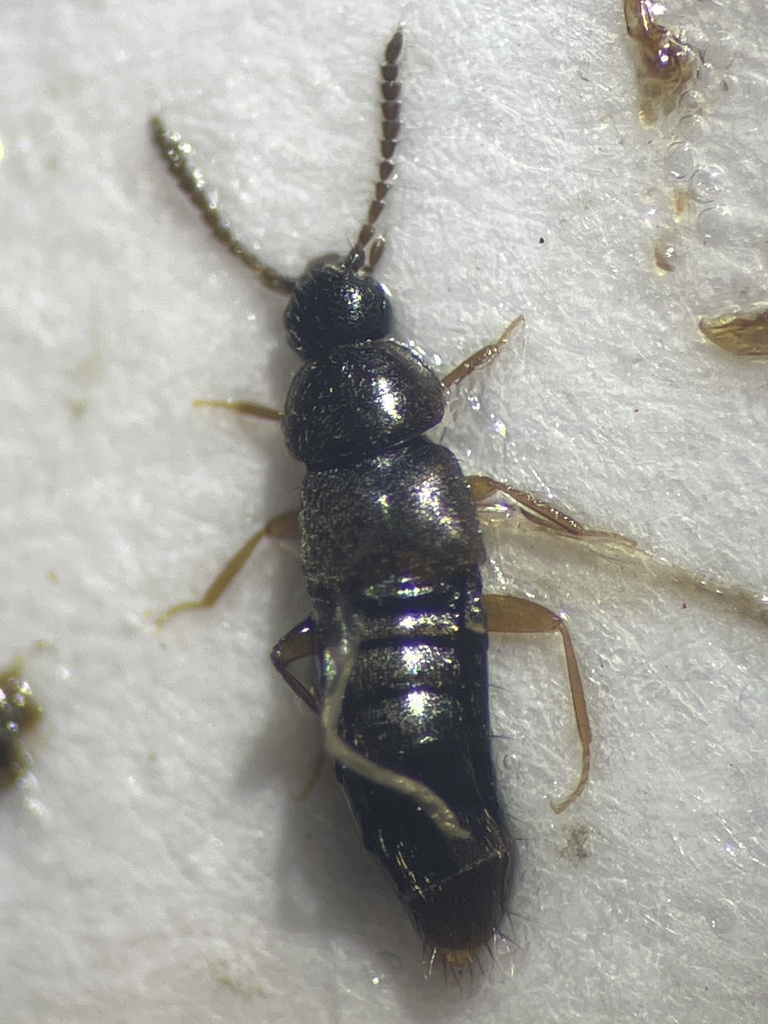 Mocyta amplicollis