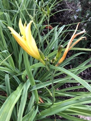 Hemerocallis lilioasphodelus