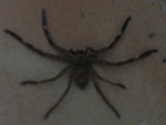 Barylestis