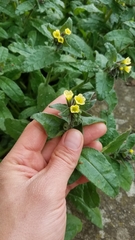 Nonea lutea
