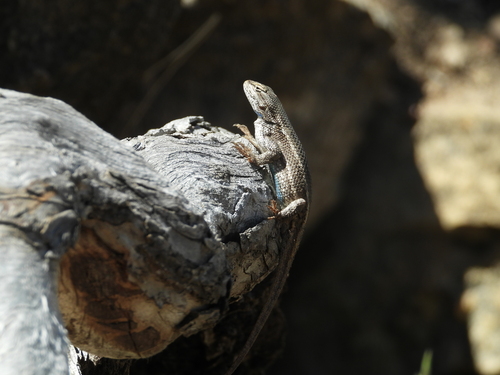 Plateau Fence Lizard