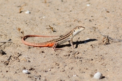 Acanthodactylus erythrurus