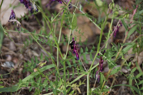 iNaturalist observation photo of Bumble Bees