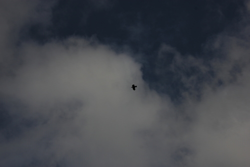 iNaturalist observation photo of American Crow