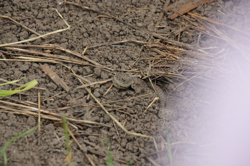 iNaturalist observation photo of Pacific Gopher Snake