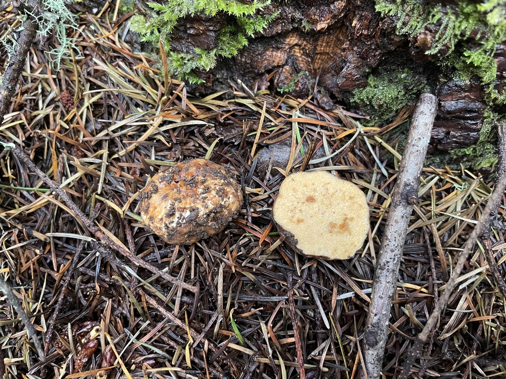 Russula gilkeyae