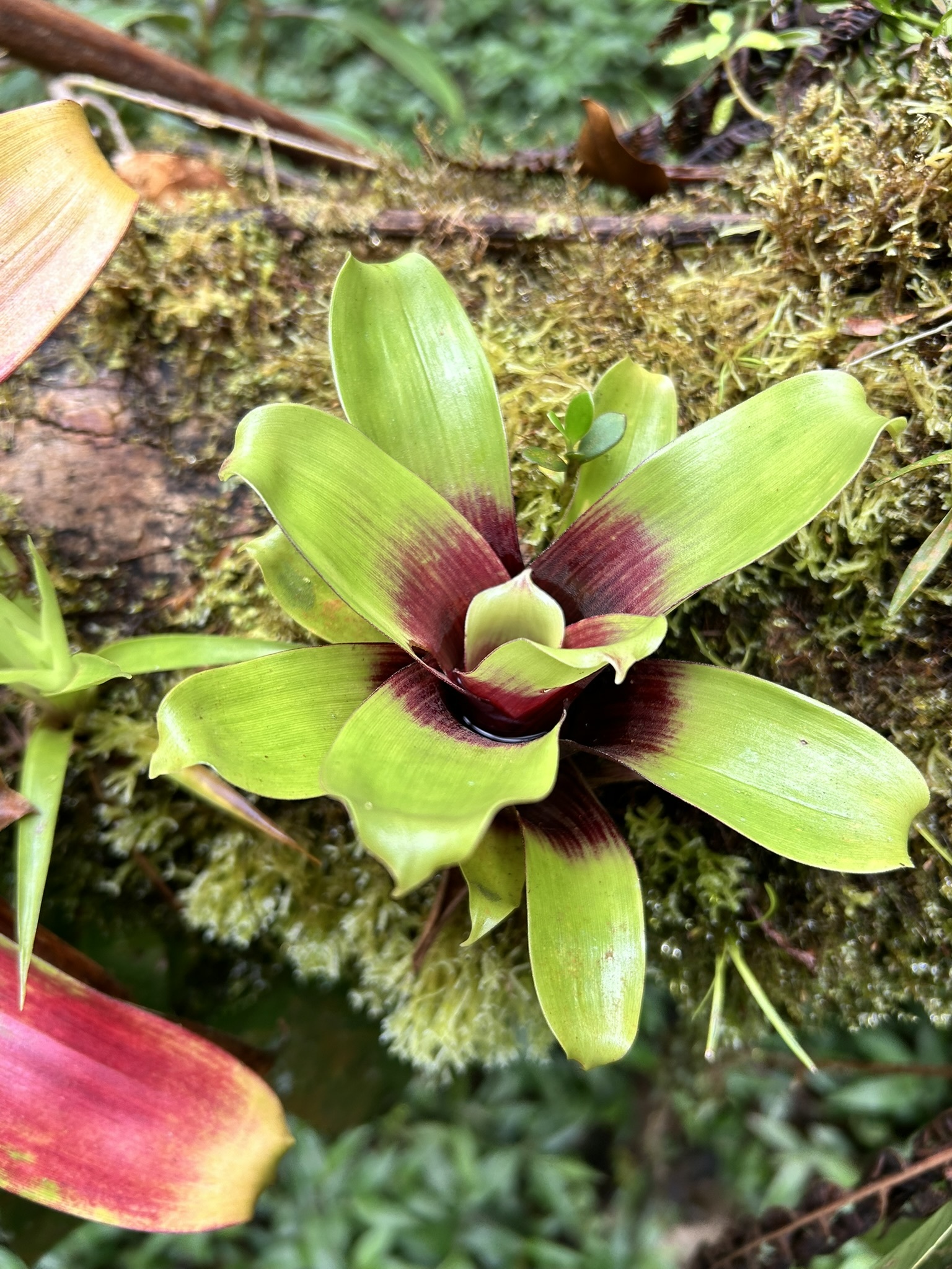 Guzmania sanguinea (André) André ex Mez