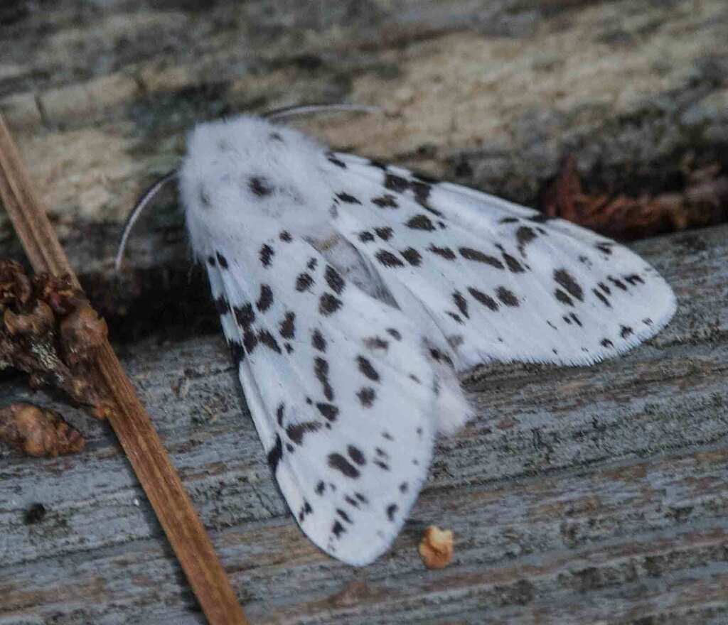 Fall Webworm Moth from Hyde County, NC, USA on April 11, 2026 at 06:23 ...