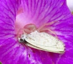 Thomisus spectabilis