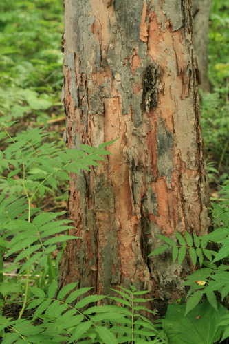 Crataegus chlorosarca iNat (2)