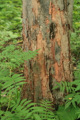 Crataegus chlorosarca