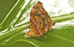 Choreutis emplecta