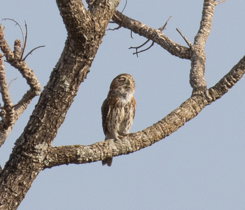 Pearl-spotted Owlet (Glaucidium perlatum), photo 4