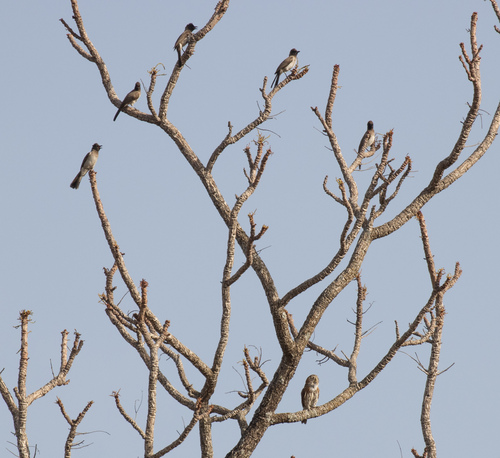 Pearl-spotted Owlet (Glaucidium perlatum), photo 5