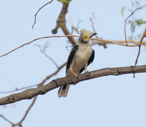White-crested Helmetshrike
