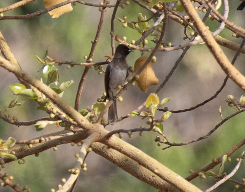 Common Bulbul