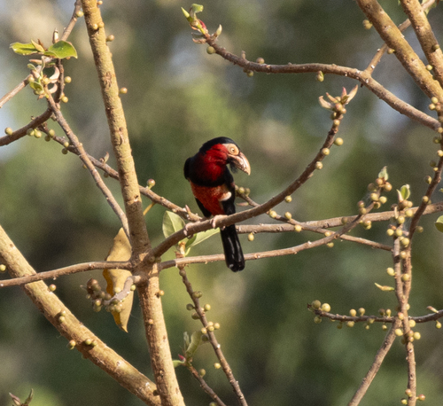 Bearded Barbet