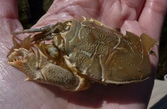 Blepharipoda occidentalis