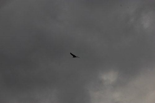 iNaturalist observation photo of Turkey Vulture