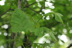 Crataegus chlorosarca