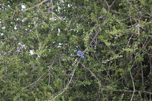 iNaturalist observation photo of California Scrub-Jay