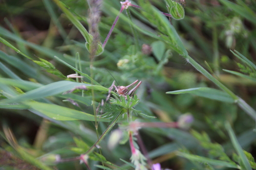 iNaturalist observation photo of Grasshoppers, Crickets, and Katydids