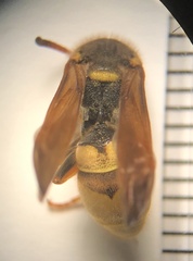 Ancistrocerus lineativentris