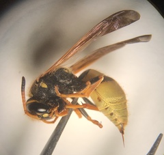 Ancistrocerus lineativentris