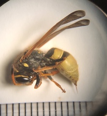 Ancistrocerus lineativentris