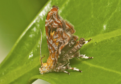 Choreutis emplecta