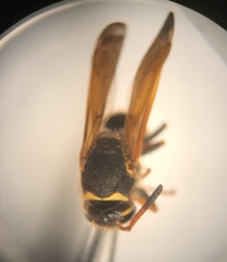 Ancistrocerus lineativentris