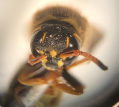 Ancistrocerus lineativentris