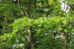 Ulmus laciniata