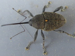 Curculio distinguendus