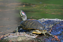 Trachemys scripta elegans