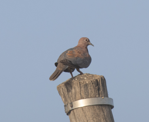 Laughing Dove
