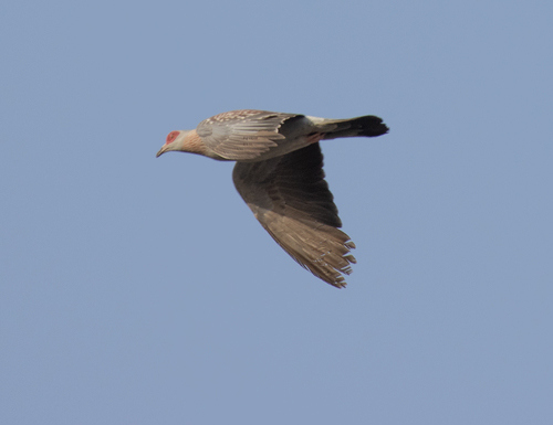 Speckled Pigeon