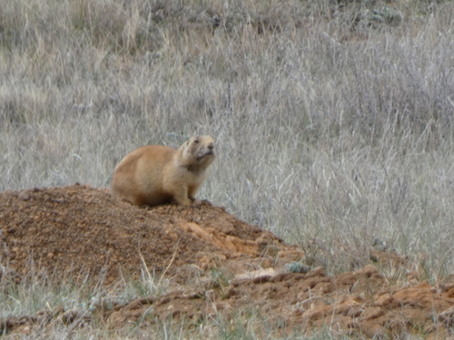 Utah Prairie Dog observed by datadan