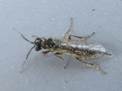 Xyelidae
