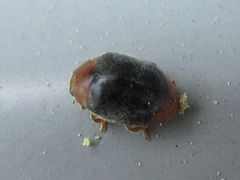 Scymnus ferrugatus