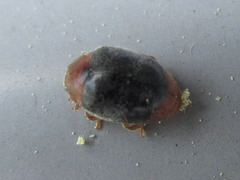 Scymnus ferrugatus