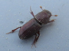 Caelius denticollis