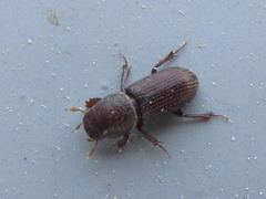 Caelius denticollis