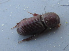 Caelius denticollis