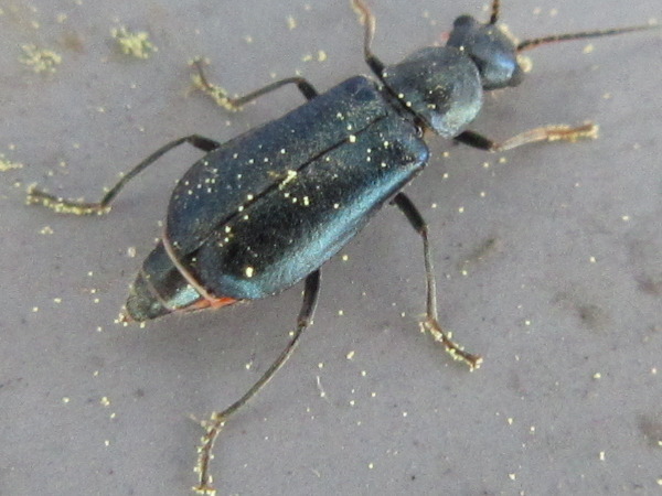 Attalus elongatulus