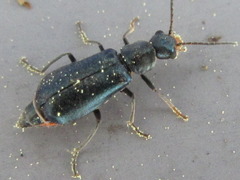 Attalus elongatulus
