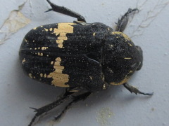 Glycyphana fulvistemma