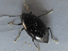 Scaphidium