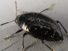Scaphidium
